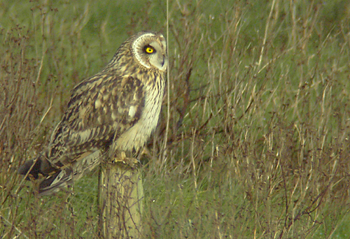 Short-eared Owl